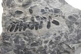 Pennsylvanian Fossil Fern (Neuropteris) Plate - Kentucky #224620-1